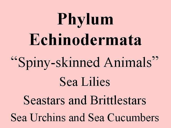 Phylum Echinodermata “Spiny-skinned Animals” Sea Lilies Seastars and Brittlestars Sea Urchins and Sea Cucumbers