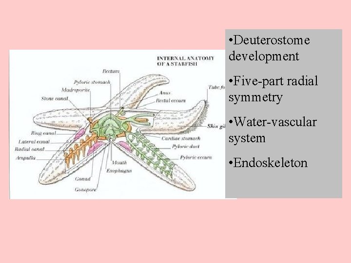  • Deuterostome development • Five-part radial symmetry • Water-vascular system • Endoskeleton 