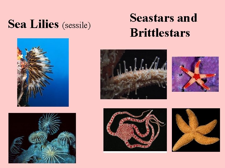 Sea Lilies (sessile) Seastars and Brittlestars 