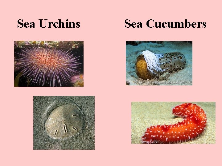 Sea Urchins Sea Cucumbers 