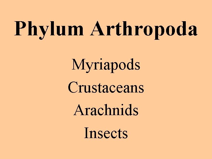 Phylum Arthropoda Myriapods Crustaceans Arachnids Insects 