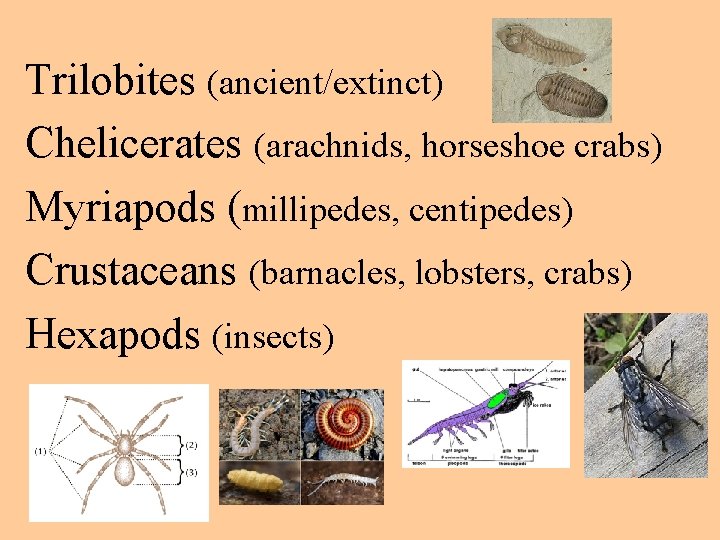 Trilobites (ancient/extinct) Chelicerates (arachnids, horseshoe crabs) Myriapods (millipedes, centipedes) Crustaceans (barnacles, lobsters, crabs) Hexapods