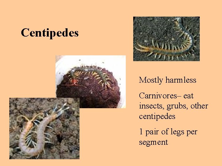 Centipedes Mostly harmless Carnivores– eat insects, grubs, other centipedes 1 pair of legs per