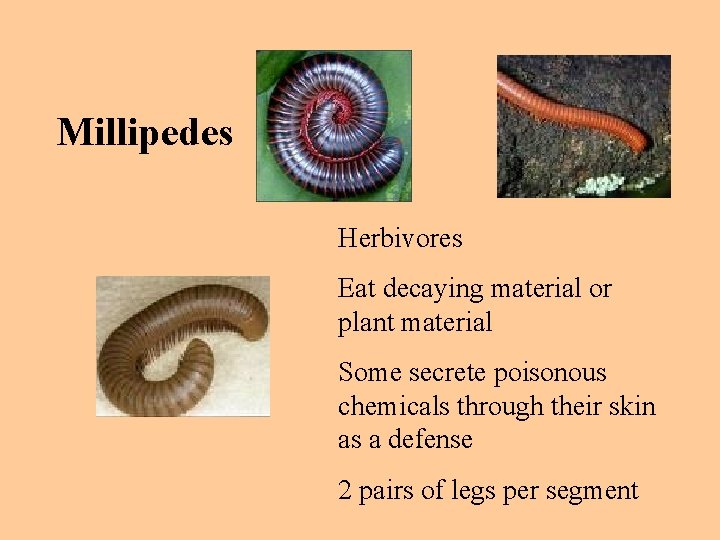 Millipedes Herbivores Eat decaying material or plant material Some secrete poisonous chemicals through their