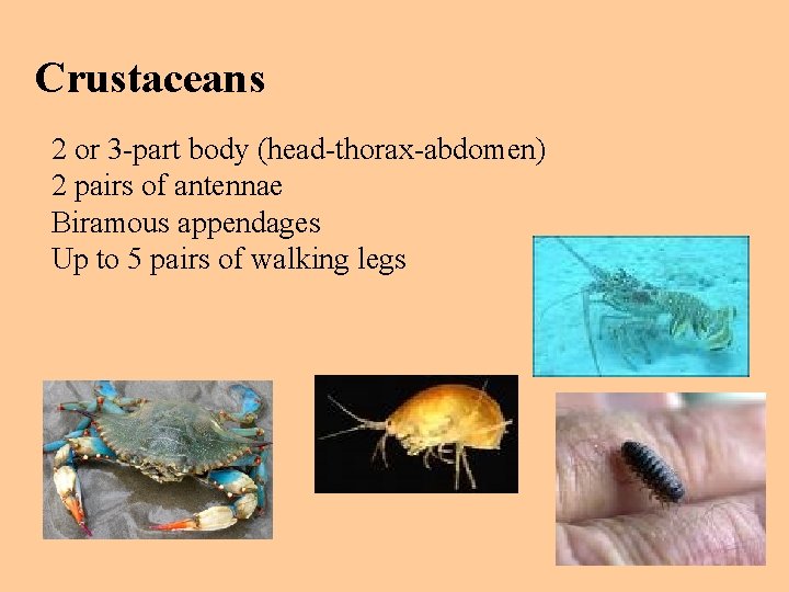 Crustaceans 2 or 3 -part body (head-thorax-abdomen) 2 pairs of antennae Biramous appendages Up