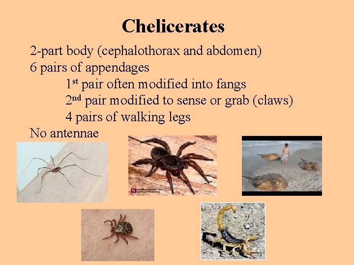 Chelicerates 2 -part body (cephalothorax and abdomen) 6 pairs of appendages 1 st pair