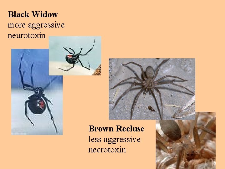Black Widow more aggressive neurotoxin Brown Recluse less aggressive necrotoxin 
