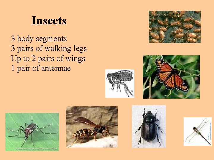 Insects 3 body segments 3 pairs of walking legs Up to 2 pairs of
