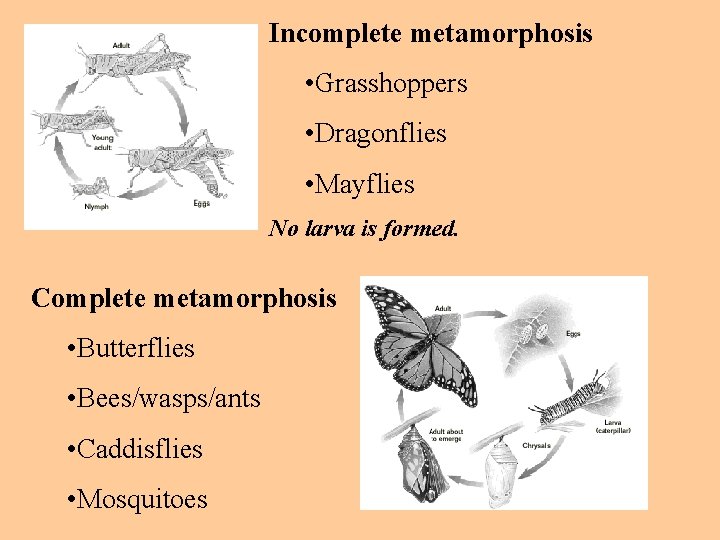 Incomplete metamorphosis • Grasshoppers • Dragonflies • Mayflies No larva is formed. Complete metamorphosis