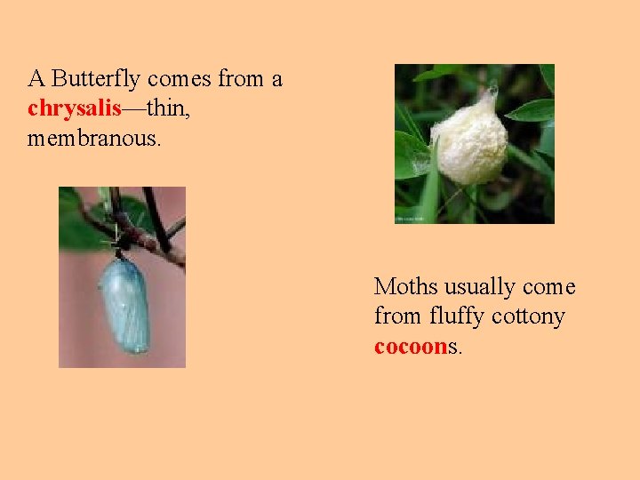 A Butterfly comes from a chrysalis—thin, membranous. Moths usually come from fluffy cottony cocoons.