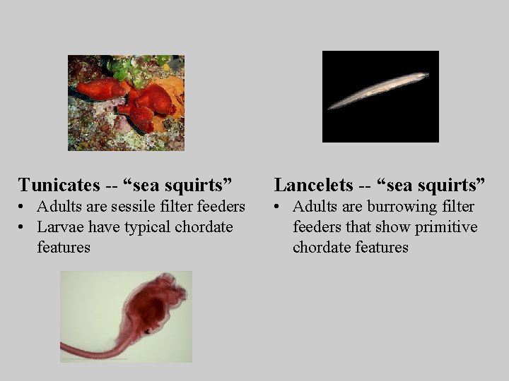 Tunicates -- “sea squirts” Lancelets -- “sea squirts” • Adults are sessile filter feeders