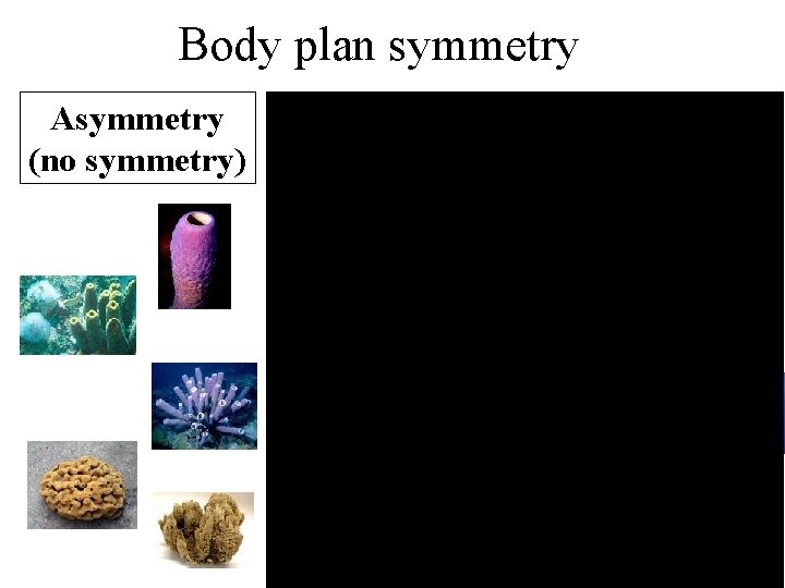 Body plan symmetry Asymmetry (no symmetry) Bilateral (left/right) Radial (circular, around a central axis)