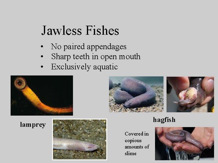 Jawless Fishes • No paired appendages • Sharp teeth in open mouth • Exclusively