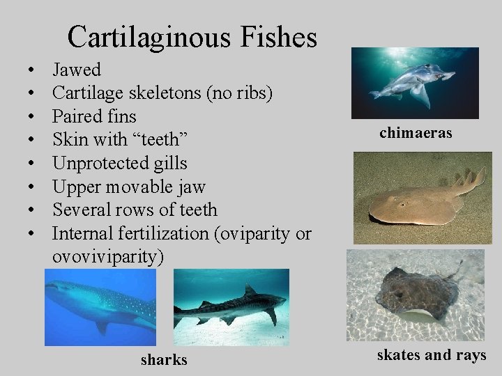 Cartilaginous Fishes • • Jawed Cartilage skeletons (no ribs) Paired fins Skin with “teeth”