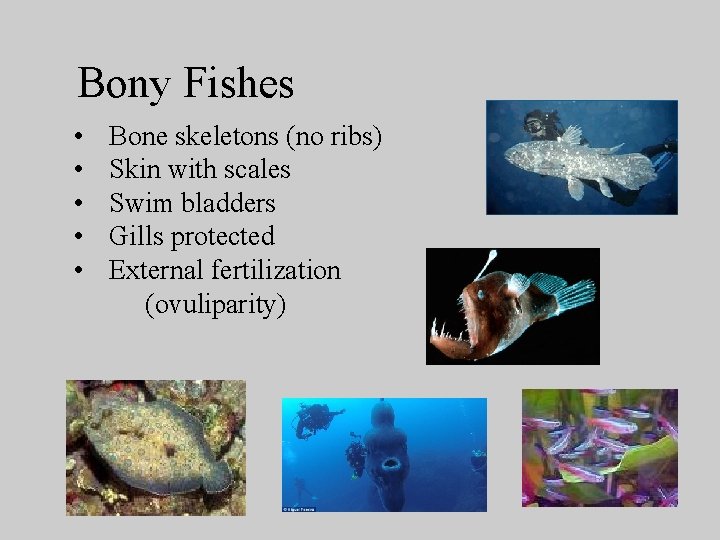 Bony Fishes • • • Bone skeletons (no ribs) Skin with scales Swim bladders