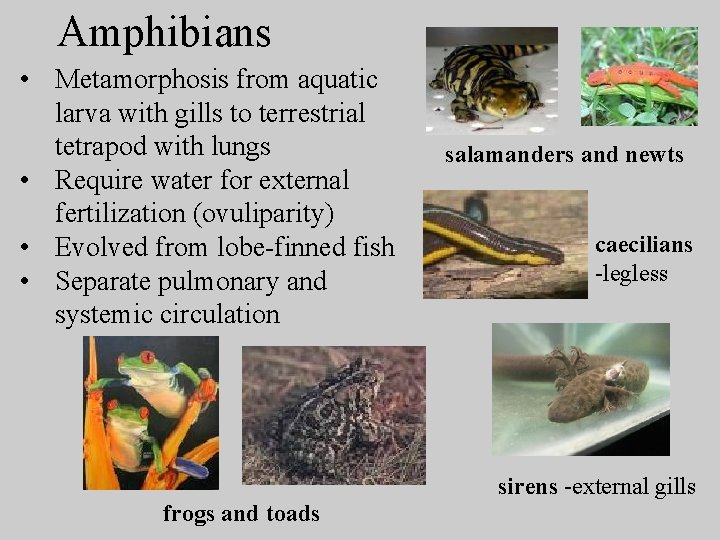 Amphibians • Metamorphosis from aquatic larva with gills to terrestrial tetrapod with lungs •