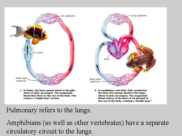 Pulmonary refers to the lungs. Amphibians (as well as other vertebrates) have a separate