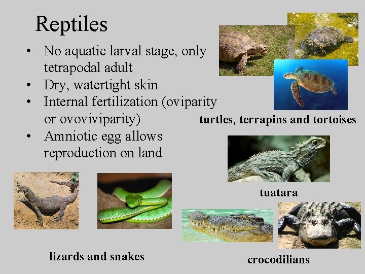 Reptiles • No aquatic larval stage, only tetrapodal adult • Dry, watertight skin •