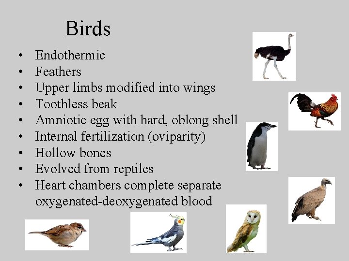 Birds • • • Endothermic Feathers Upper limbs modified into wings Toothless beak Amniotic