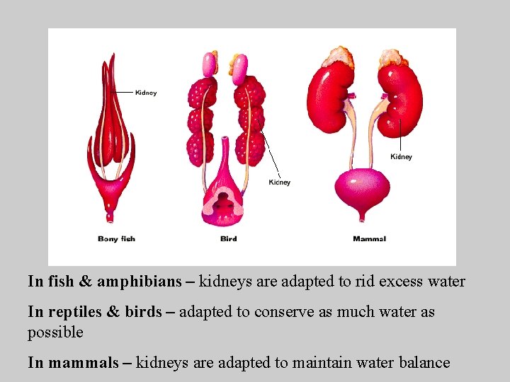 In fish & amphibians – kidneys are adapted to rid excess water In reptiles
