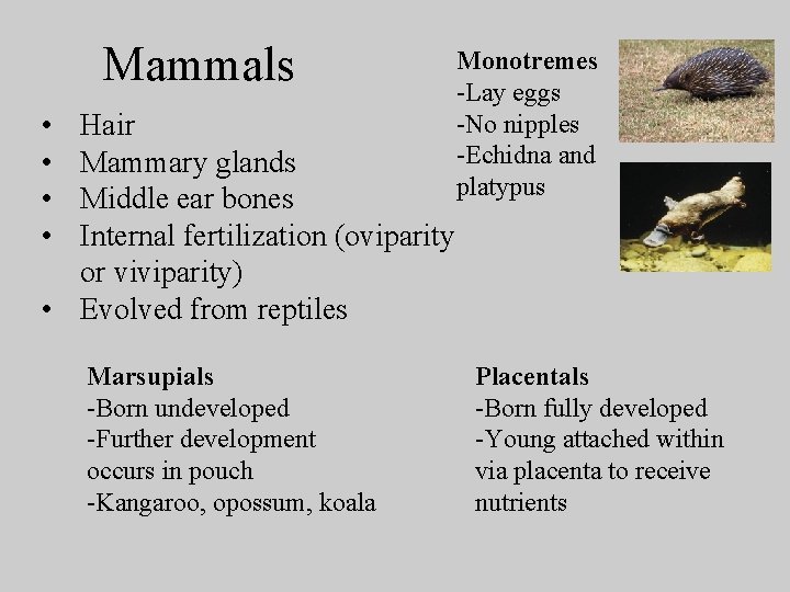 Mammals • • Hair Mammary glands Middle ear bones Internal fertilization (oviparity or viviparity)