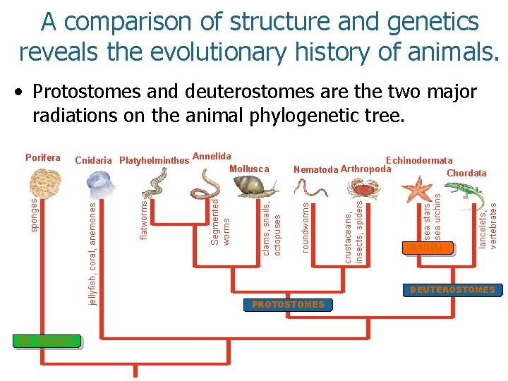 A comparison of structure and genetics reveals the evolutionary history of animals. • Protostomes