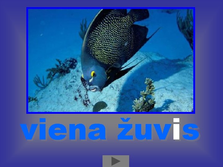 viena žuvis i viena žuvis i