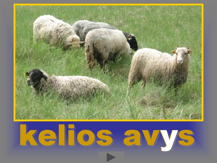 kelios avys y 