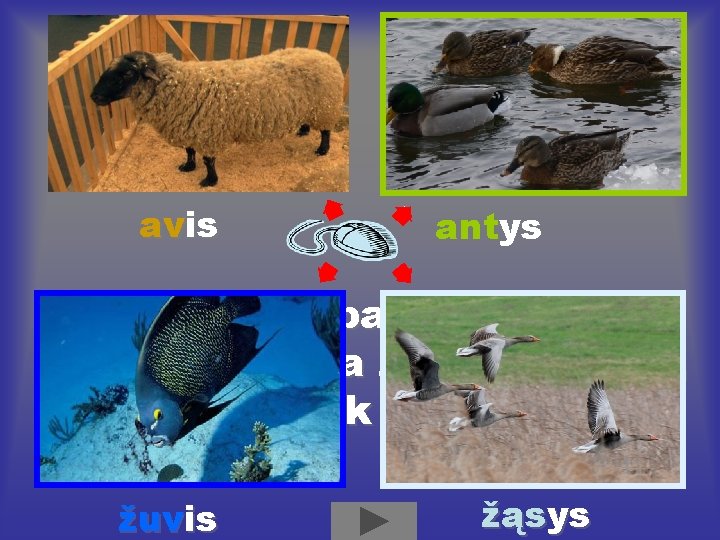 avis antys Įvardink paveikslėlį, pasakyk, kokia žodžio galūnė, ir paspausk paveikslėlį žuvis žąsys 