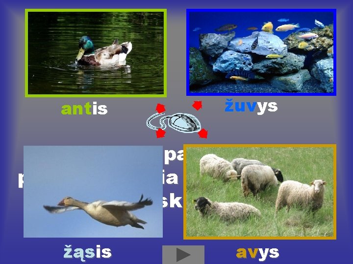 antis žuvys Įvardink paveikslėlį, pasakyk, kokia žodžio galūnė, ir paspausk paveikslėlį žąsis avys antis žuvys Įvardink paveikslėlį, pasakyk, kokia žodžio galūnė, ir paspausk paveikslėlį žąsis avys