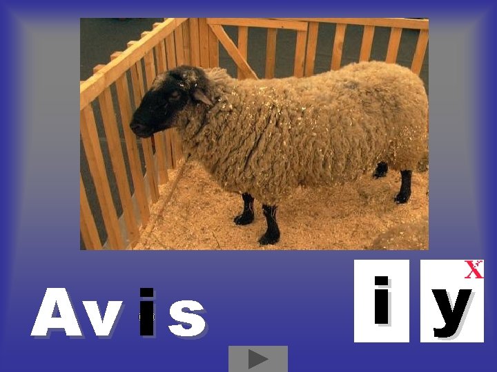 Av i s i y Av i s i y