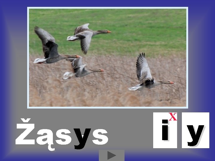 Žąs ys i y Žąs ys i y