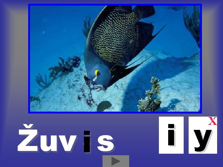 Žuv i s i y 