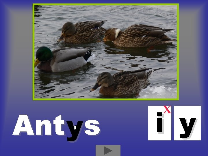 Ant ys i y Ant ys i y