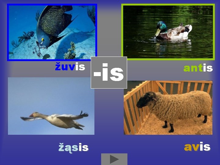 žuvis žąsis -is antis avis 