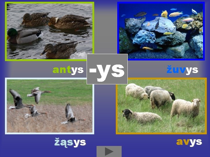 antys žąsys -ys žuvys avys 