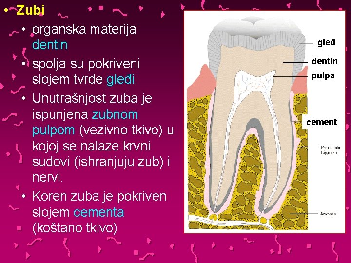  • Zubi • organska materija dentin • spolja su pokriveni slojem tvrde gleđi.
