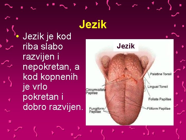 Jezik • Jezik je kod riba slabo razvijen i nepokretan, a kod kopnenih je