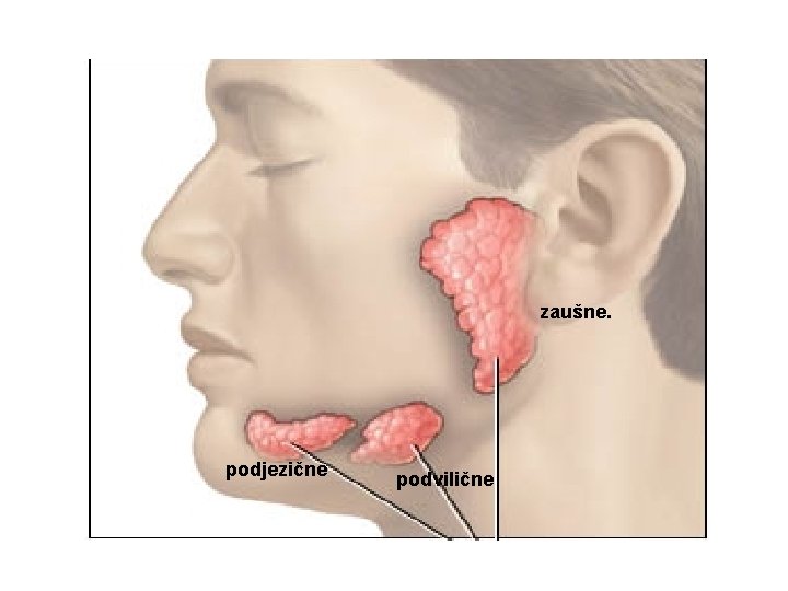 zaušne. podjezične podvilične 