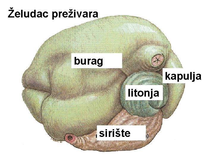 Želudac preživara burag kapulja litonja sirište 