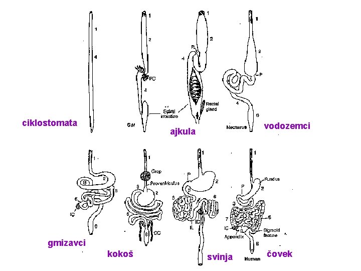 ciklostomata vodozemci ajkula gmizavci kokoš svinja čovek 