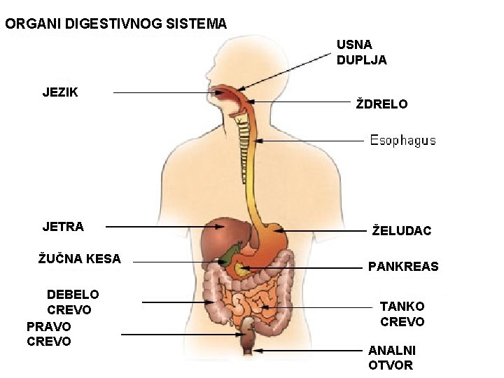 ORGANI DIGESTIVNOG SISTEMA USNA DUPLJA JEZIK ŽDRELO JEDNJAK JETRA ŽUČNA KESA DEBELO CREVO PRAVO