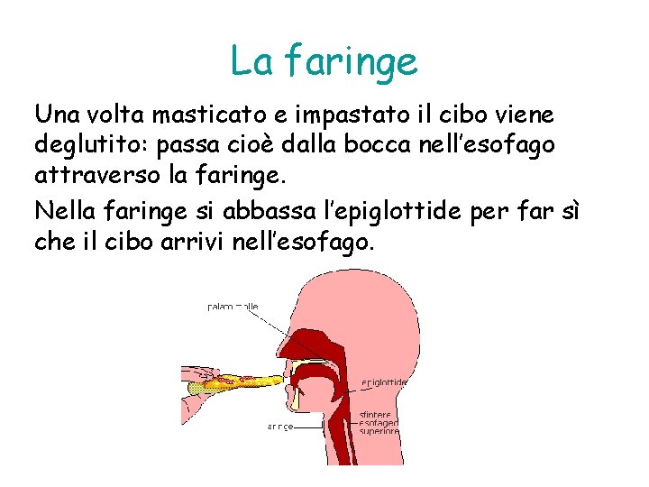 La faringe Una volta masticato e impastato il cibo viene deglutito: passa cioè dalla