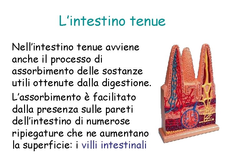 L’intestino tenue Nell’intestino tenue avviene anche il processo di assorbimento delle sostanze utili ottenute