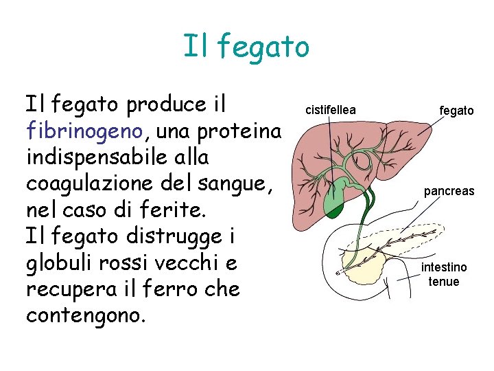 Il fegato produce il fibrinogeno, una proteina indispensabile alla coagulazione del sangue, nel caso