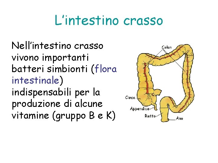 L’intestino crasso Nell’intestino crasso vivono importanti batteri simbionti (flora intestinale) indispensabili per la produzione