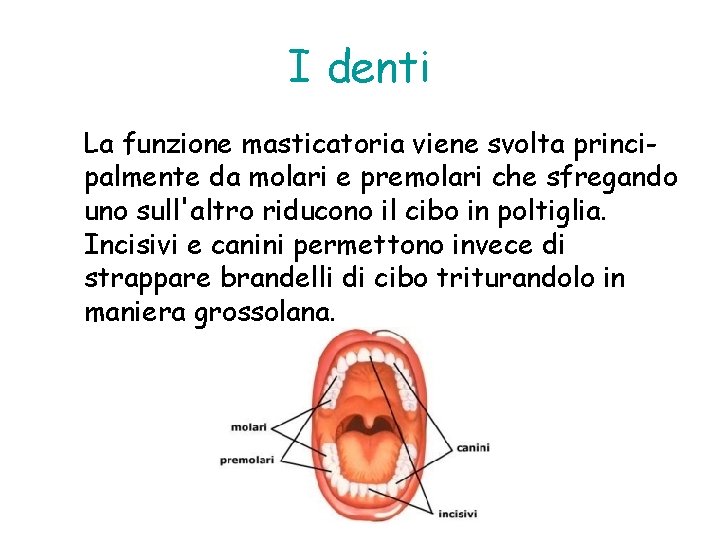 I denti La funzione masticatoria viene svolta principalmente da molari e premolari che sfregando