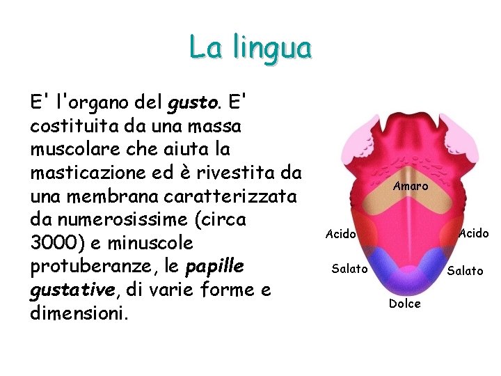 La lingua E' l'organo del gusto. E' costituita da una massa muscolare che aiuta