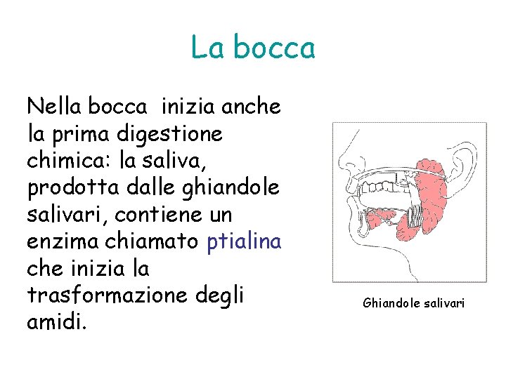 La bocca Nella bocca inizia anche la prima digestione chimica: la saliva, prodotta dalle