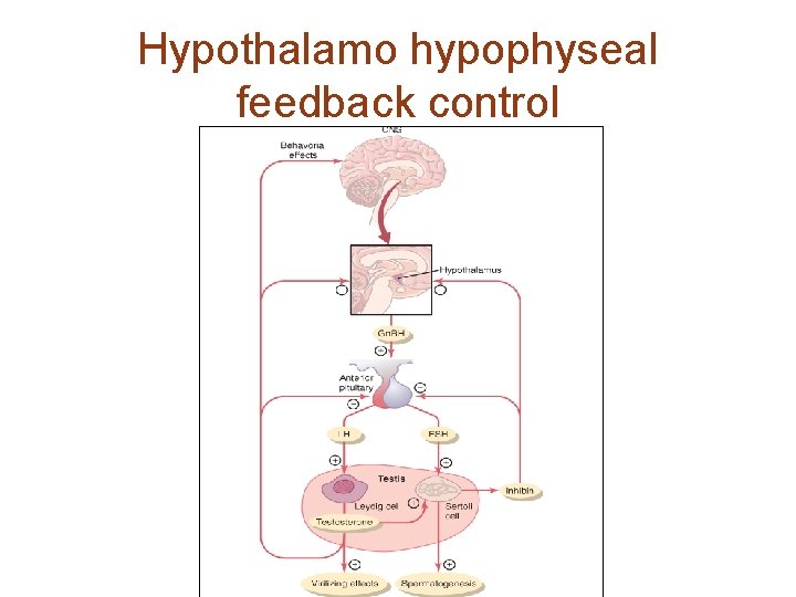 Hypothalamo hypophyseal feedback control 